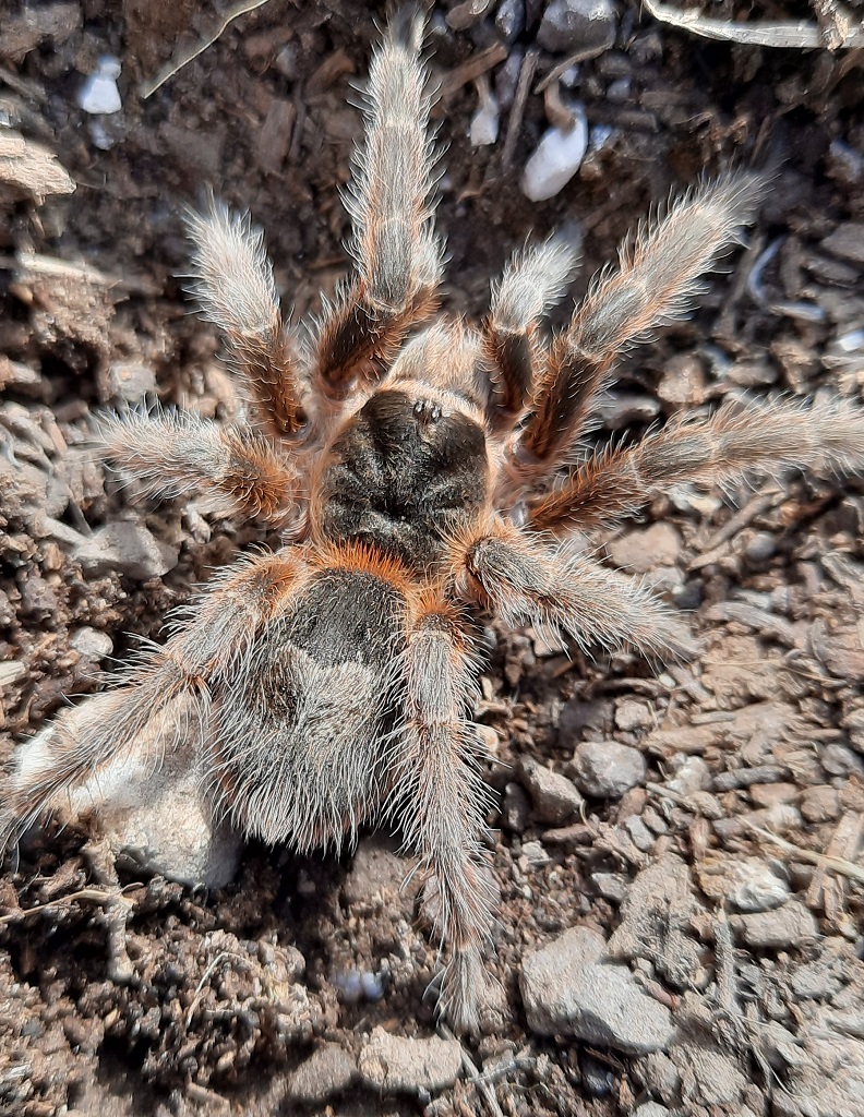 Juvenil macho tarántula